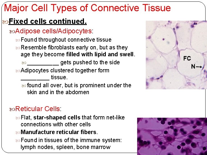 Major Cell Types of Connective Tissue Fixed cells continued. Adipose cells/Adipocytes: Found throughout connective