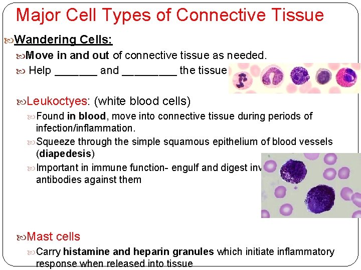 Major Cell Types of Connective Tissue Wandering Cells: Move in and out of connective