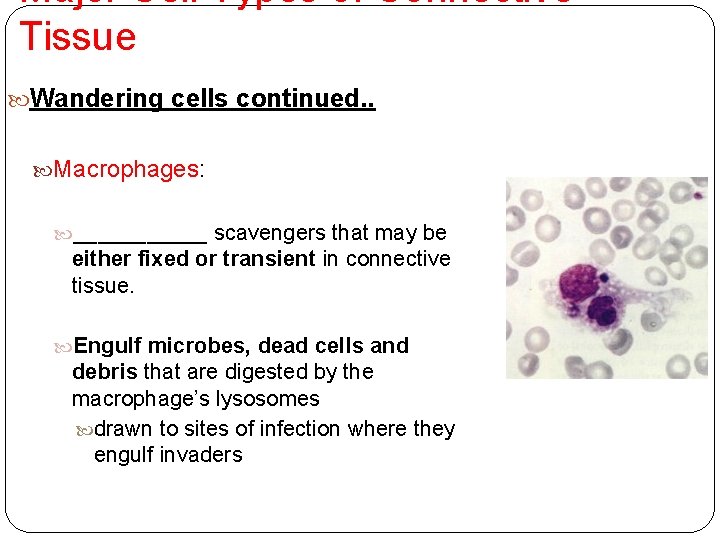 Major Cell Types of Connective Tissue Wandering cells continued. . Macrophages: ______ scavengers that