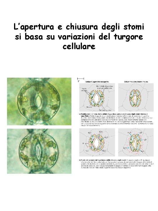 L’apertura e chiusura degli stomi si basa su variazioni del turgore cellulare 