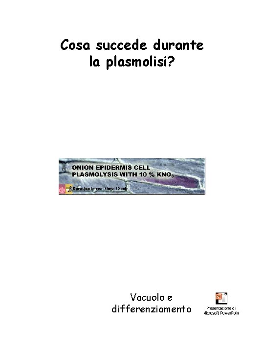 Cosa succede durante la plasmolisi? Vacuolo e differenziamento 