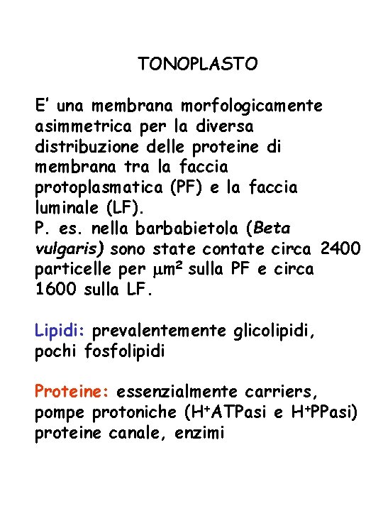 TONOPLASTO E’ una membrana morfologicamente asimmetrica per la diversa distribuzione delle proteine di membrana