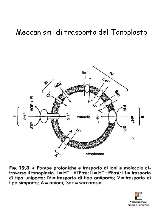 Meccanismi di trasporto del Tonoplasto 