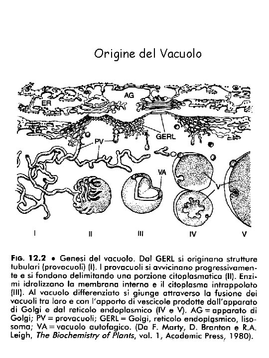 Origine del Vacuolo 