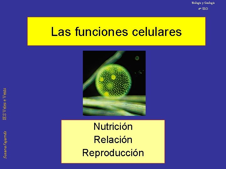 Biología y Geología 4º ESO Susana Fajarnés IES Veles e Vents Las funciones celulares
