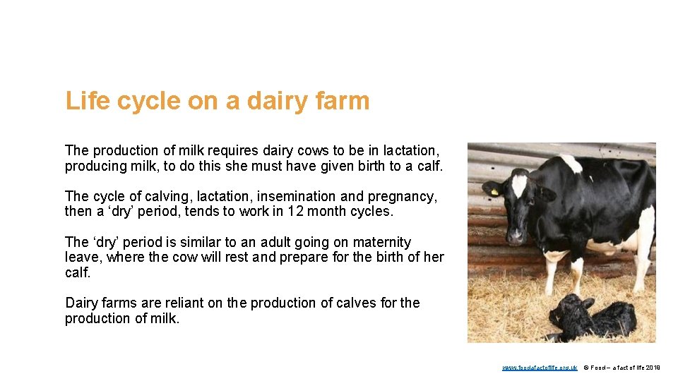 Life cycle on a dairy farm The production of milk requires dairy cows to