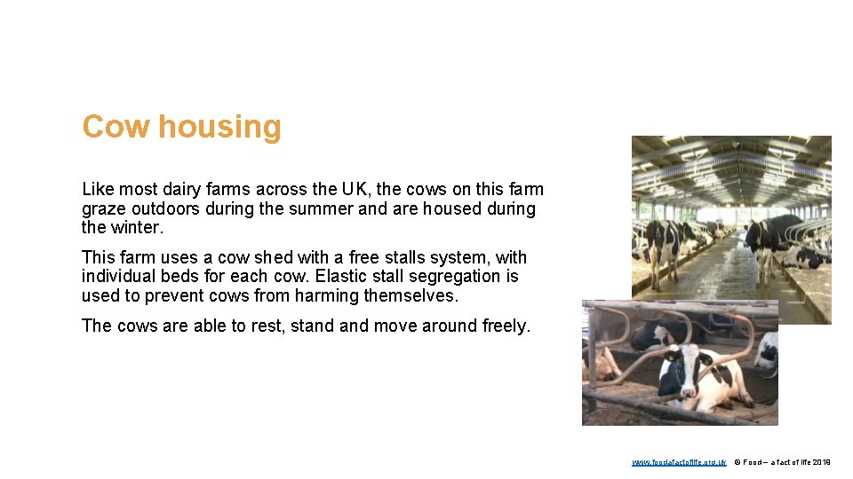 Cow housing Like most dairy farms across the UK, the cows on this farm