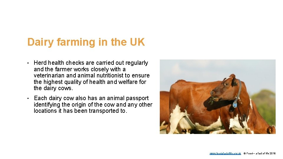 Dairy farming in the UK • Herd health checks are carried out regularly and