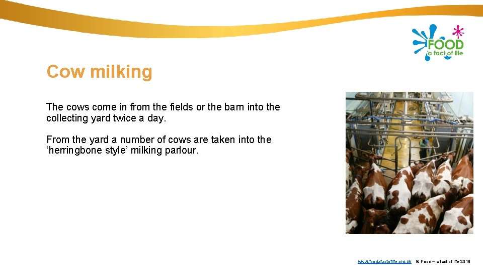 Cow milking The cows come in from the fields or the barn into the