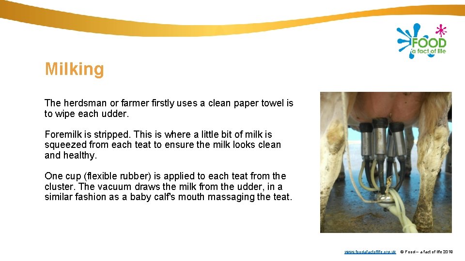 Milking The herdsman or farmer firstly uses a clean paper towel is to wipe