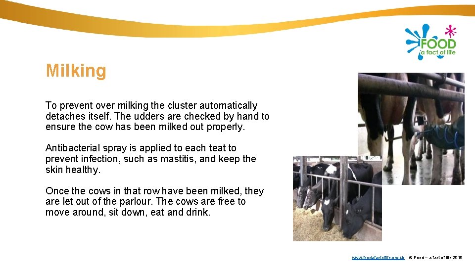 Milking To prevent over milking the cluster automatically detaches itself. The udders are checked