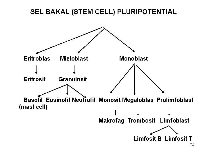 SEL BAKAL (STEM CELL) PLURIPOTENTIAL Eritroblas Mieloblast Eritrosit Granulosit Monoblast Basofil Eosinofil Neutrofil Monosit