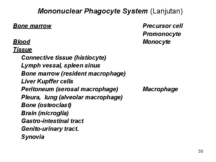 Mononuclear Phagocyte System (Lanjutan) Bone marrow Blood Tissue Connective tissue (histiocyte) Lymph vessal, spleen