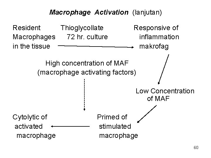 Macrophage Activation (lanjutan) Resident Thioglycollate Macrophages 72 hr. culture in the tissue Responsive of