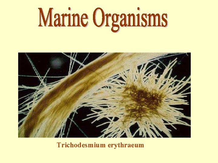 Trichodesmium erythraeum 
