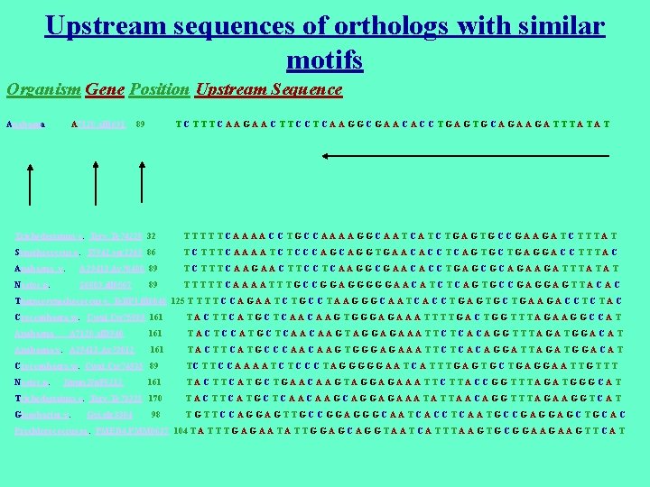 Upstream sequences of orthologs with similar motifs Organism Gene Position Upstream Sequence Anabaena A