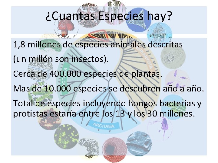 ¿Cuantas Especies hay? 1, 8 millones de especies animales descritas (un millón son insectos).