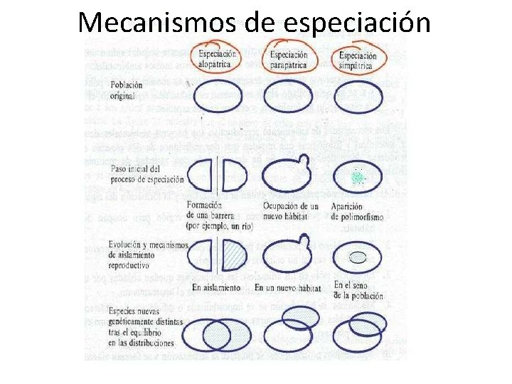 Mecanismos de especiación 