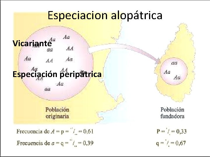 Especiacion alopátrica Vicariante Especiación peripátrica 