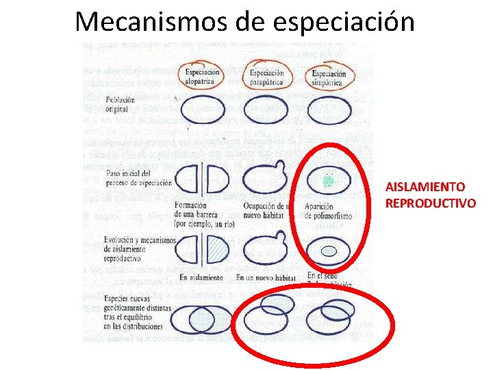 Mecanismos de especiación AISLAMIENTO REPRODUCTIVO 
