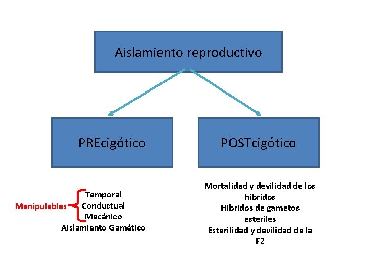 Aislamiento reproductivo PREcigótico Temporal Conductual Manipulables Mecánico Aislamiento Gamético POSTcigótico Mortalidad y devilidad de