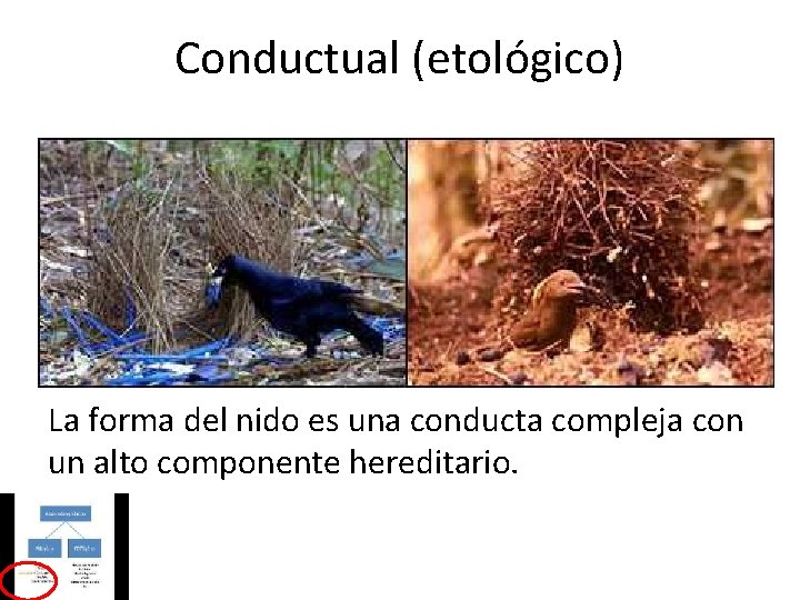 Conductual (etológico) La forma del nido es una conducta compleja con un alto componente