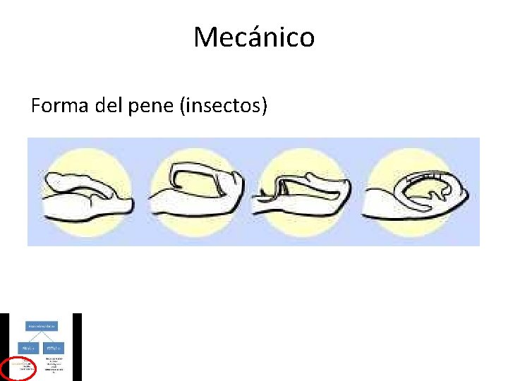 Mecánico Forma del pene (insectos) 