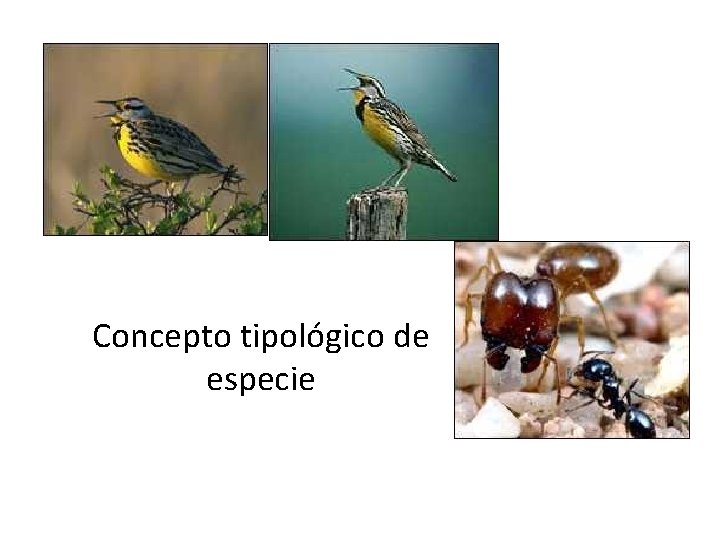 Concepto tipológico de especie 