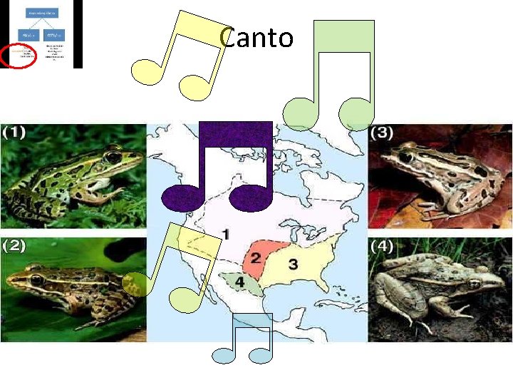 Canto 