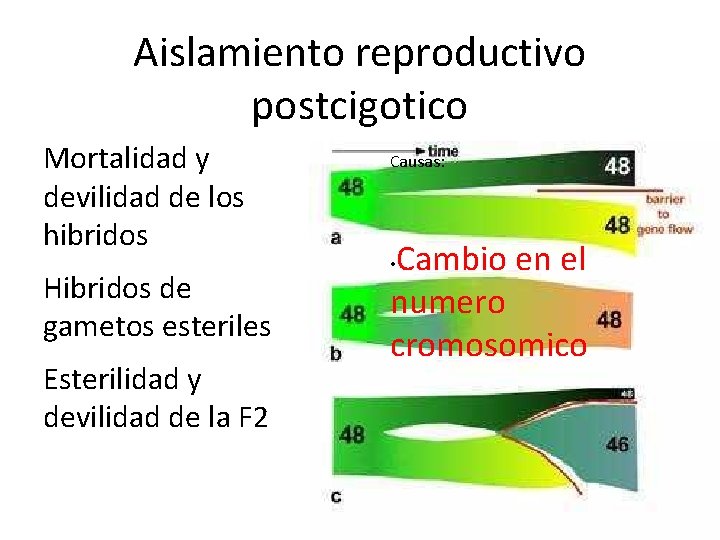 Aislamiento reproductivo postcigotico Mortalidad y devilidad de los hibridos Hibridos de gametos esteriles Esterilidad