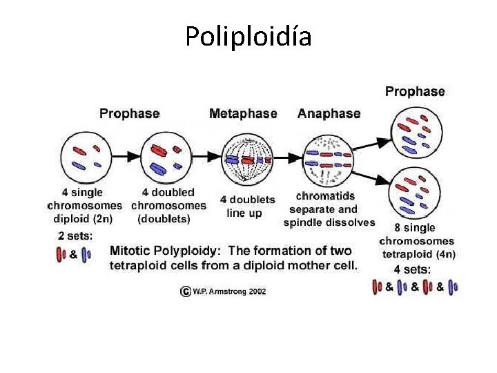 Poliploidía 