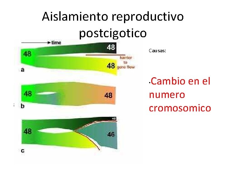 Aislamiento reproductivo postcigotico Mortalidad y devilidad de los hibridos Hibridos de gametos esteriles Esterilidad