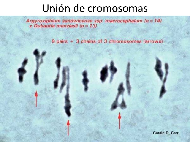 Unión de cromosomas 