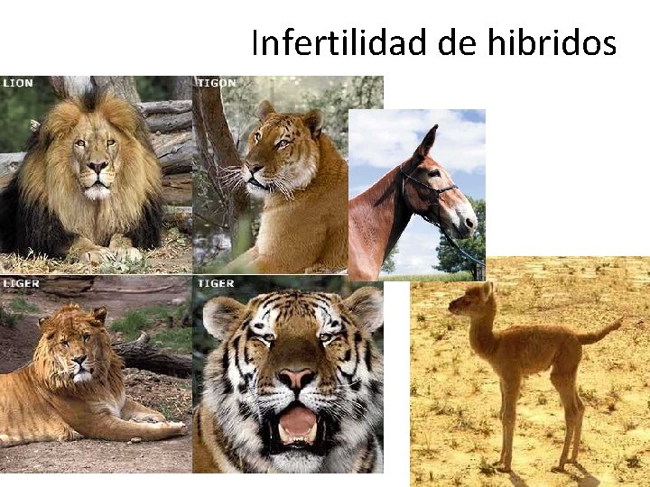 Infertilidad de hibridos 