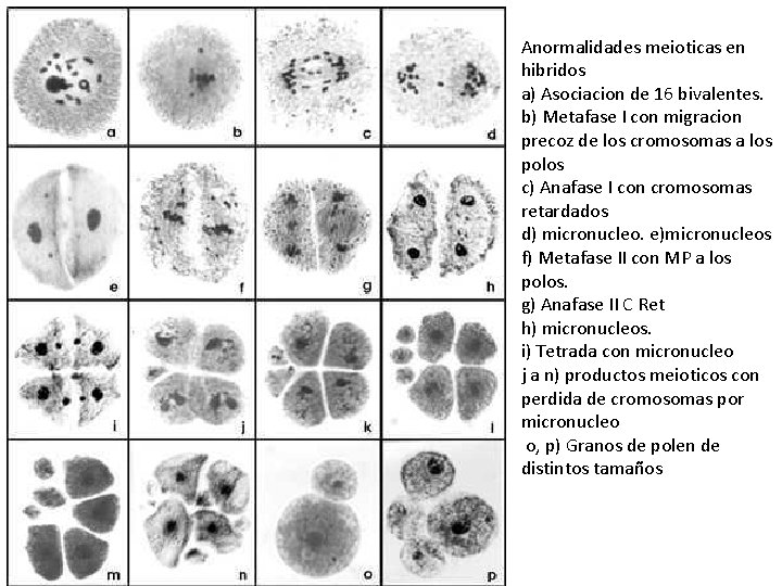 Anormalidades meioticas en hibridos a) Asociacion de 16 bivalentes. b) Metafase I con migracion