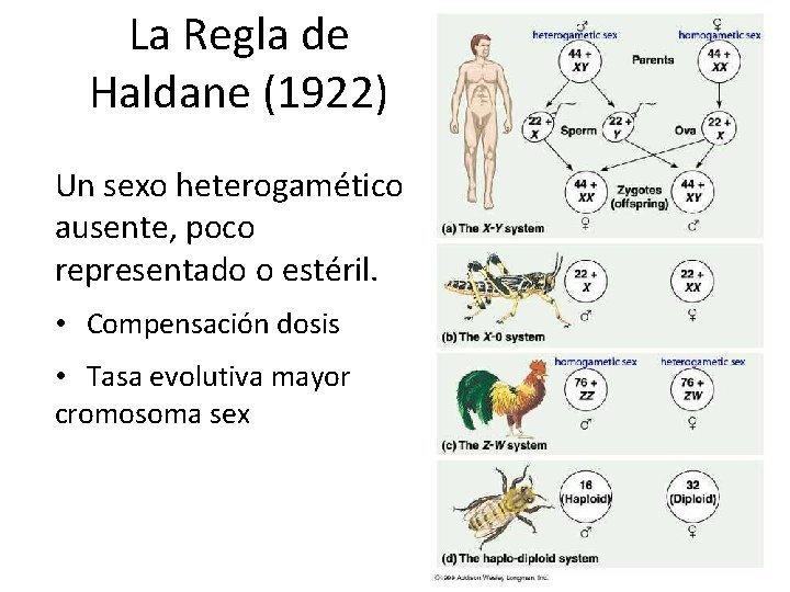 La Regla de Haldane (1922) Un sexo heterogamético ausente, poco representado o estéril. •