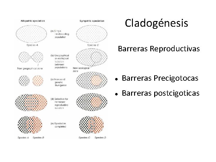 Cladogénesis Barreras Reproductivas Barreras Precigotocas Barreras postcigoticas 
