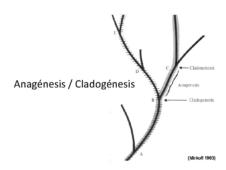 Anagénesis / Cladogénesis 