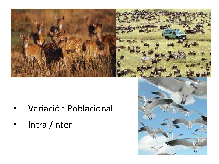  • Variación Poblacional • Intra /inter 