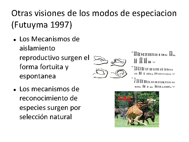 Otras visiones de los modos de especiacion (Futuyma 1997) Los Mecanismos de aislamiento reproductivo