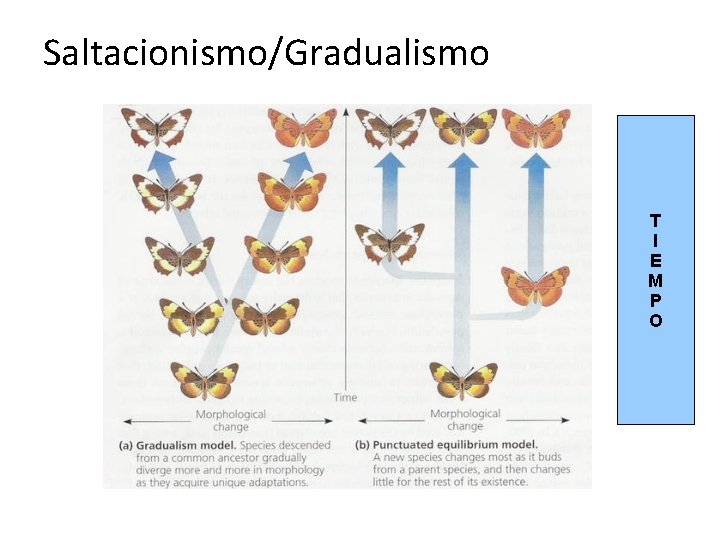 Saltacionismo/Gradualismo T I E M P O 