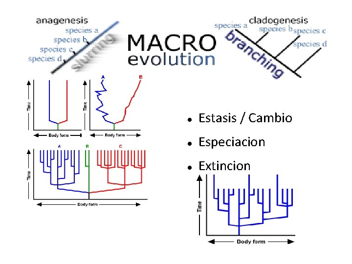  Estasis / Cambio Especiacion Extincion 