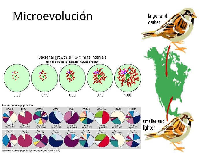 Microevolución 