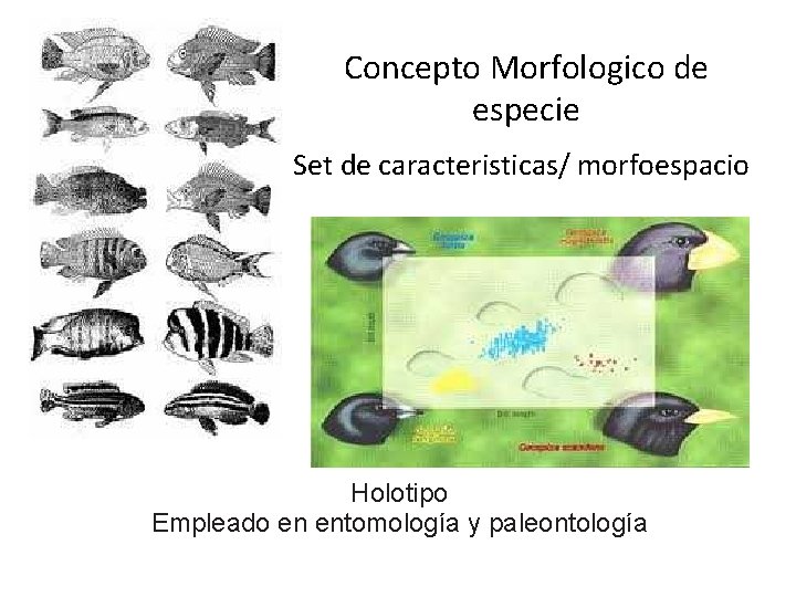 Concepto Morfologico de especie Set de caracteristicas/ morfoespacio Holotipo Empleado en entomología y paleontología