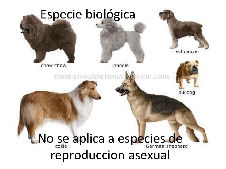 Especie biológica No se aplica a especies de reproduccion asexual 