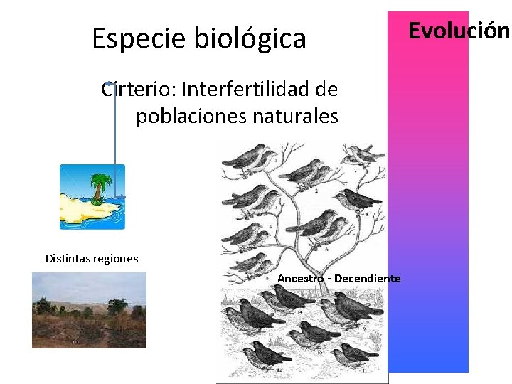 Especie biológica Cirterio: Interfertilidad de poblaciones naturales Distintas regiones Ancestro - Decendiente Evolución 