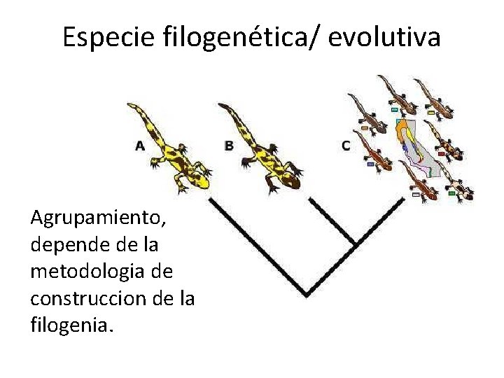 Especie filogenética/ evolutiva Agrupamiento, depende de la metodologia de construccion de la filogenia. 
