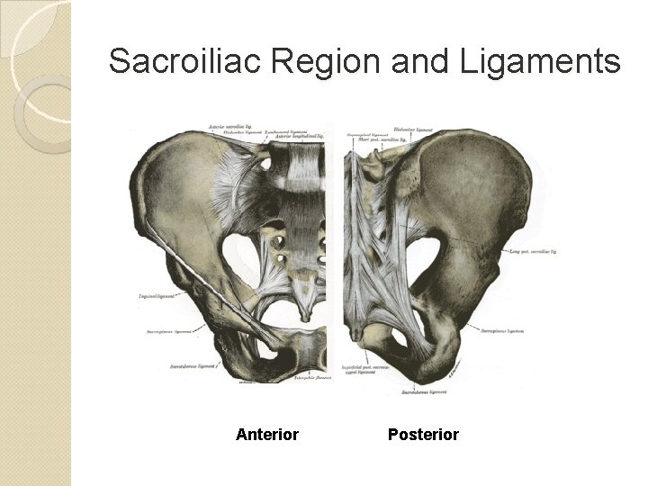 Sacroiliac Region and Ligaments Anterior Posterior 