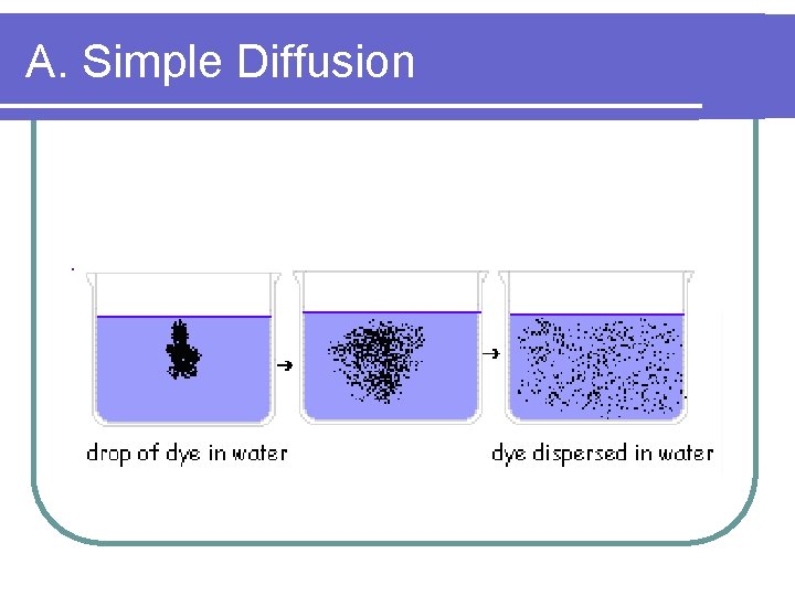 Simple Diffusion Picture Cellular Transport Plasma Membrane l controls the movement