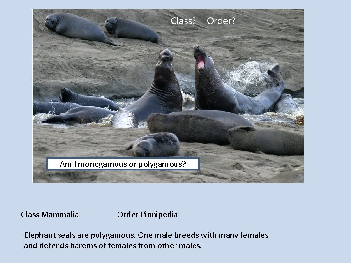 Am I monogamous or polygamous? Class Mammalia Order Pinnipedia Elephant seals are polygamous. One